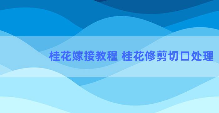 桂花嫁接教程 桂花修剪切口处理